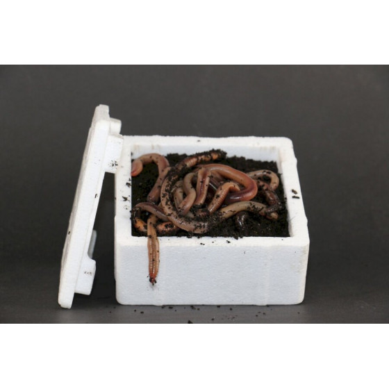 Lebendköder Kanadische Tauwürmer per 12 Stück in Styro-Box