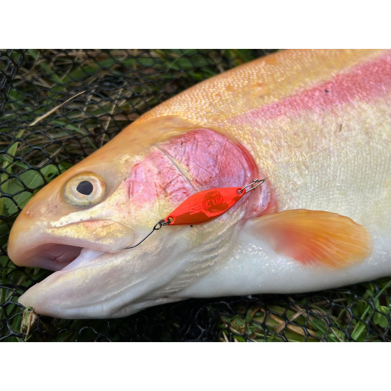 Spro Trout Master SERC Spoon