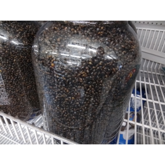 WAE Prepared Particels - 5kg