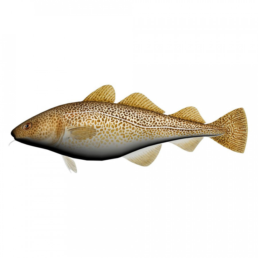 Fladen Fishing Dorsch Kuscheltier